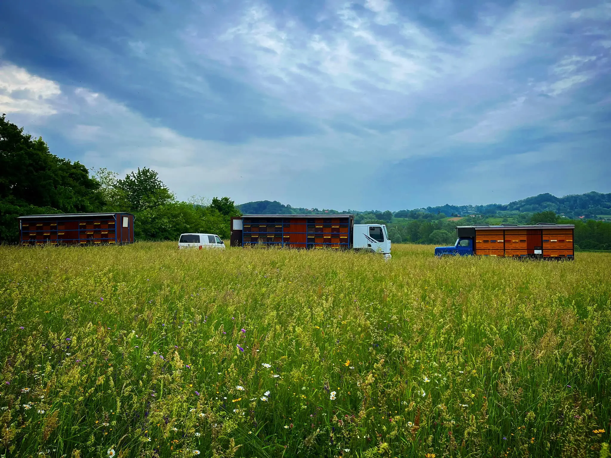 Začetki čebelarstva